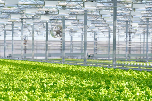 Lettuce growing in greenhouse. Hydroponic vegetables — Stock Photo, Image