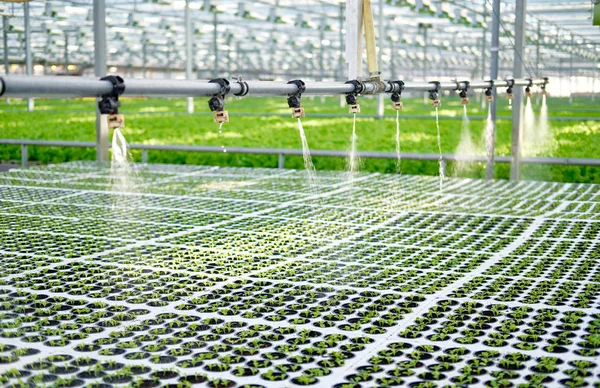 Watering Young Plants Sprout in Potty Greenhouse