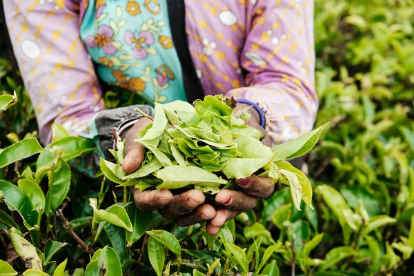 Worker Hands Holding Green Tea Leaves Top View