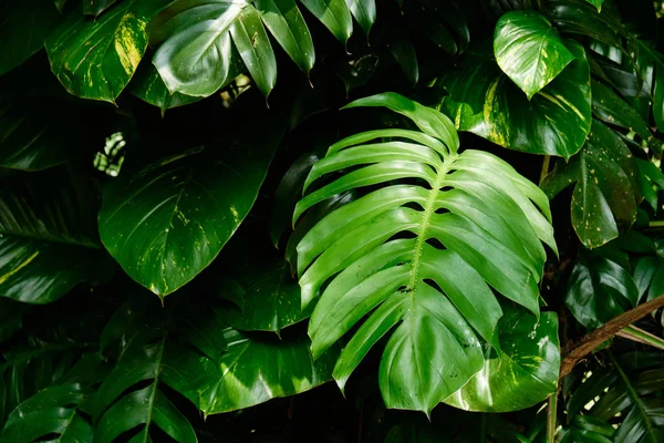 Ботанічний природа зелених тропічних листя Монстера — стокове фото