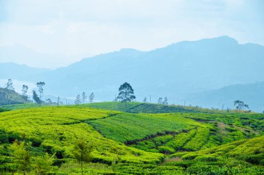 Bulutlu Günde Tepe Çayı Tarlası Panoramik Fotoğraf