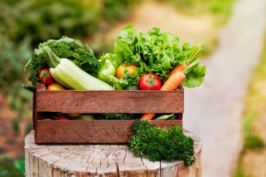 Sepet Organik Bio Farm Hasat Organik Sebze ve Kök dolu. Sonbahar Sebze Hasadı