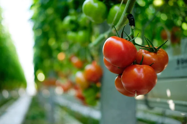 温室で栽培された新鮮な熟した赤いトマト — ストック写真
