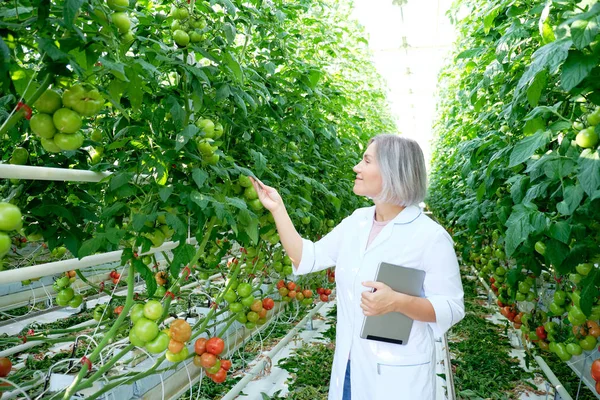 Young Woman Looking at Tomato Plant in Greenhouse