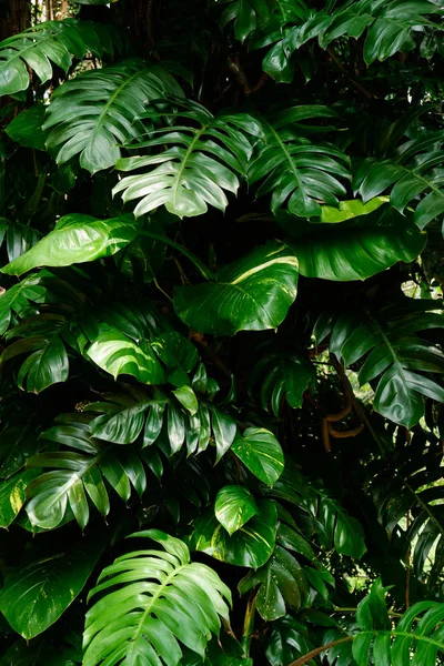 Ботанічний природа зелених тропічних листя Монстера — стокове фото