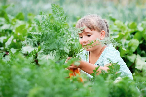 庭で人参を摘む少女。秋野菜収穫 — ストック写真
