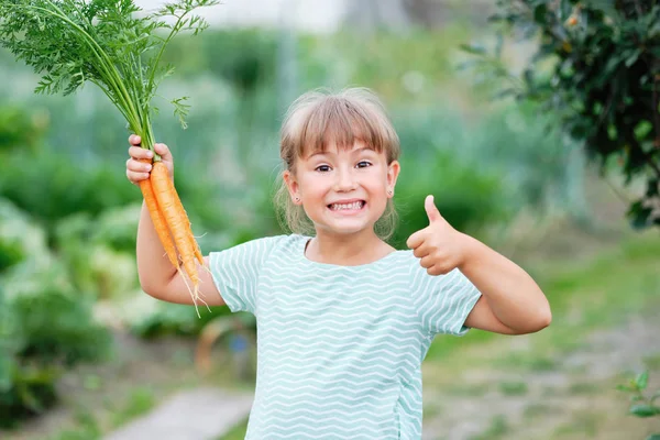 Niña recogiendo zanahorias en un jardín. Cosecha Vegetal de Otoño — Foto de Stock