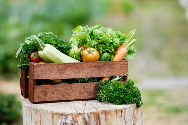 Korg full av skörd ekologiska grönsaker och rot på ekologisk bio Farm. Höst grönsaksskörd — Stockfoto