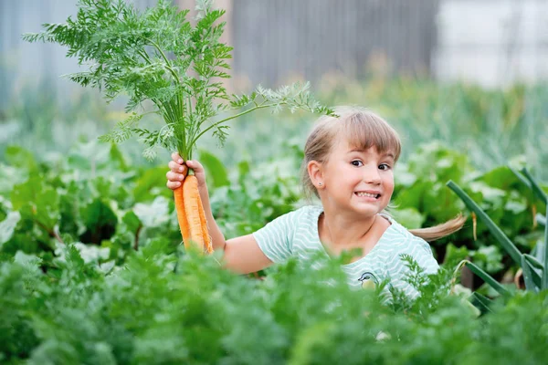 Niña recogiendo zanahorias en un jardín. Cosecha Vegetal de Otoño — Foto de Stock