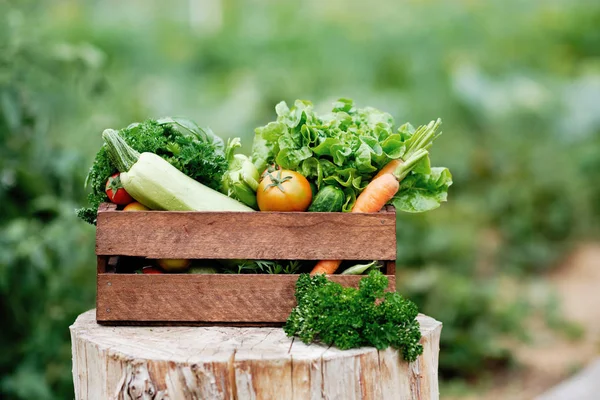 Panier plein de récoltes de légumes biologiques et de racines sur la ferme biologique. Récolte de légumes d'automne — Photo