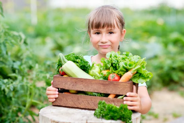 Niña sosteniendo una cesta llena de verduras y raíces orgánicas de cosecha en la granja biológica Bio. Cosecha Vegetal de Otoño — Foto de Stock