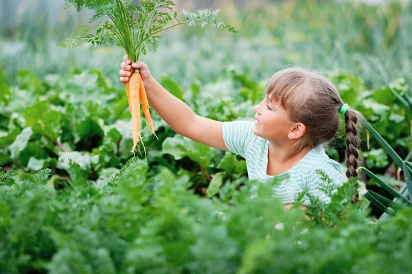 En liten flicka som plockar morötter i en trädgård. Höstens grönsaksskörd — Stockfoto