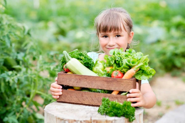 Маленька дівчинка тримає кошик повний врожаю органічних овочів і корінь на органічній біо фермі. Осінній урожай овочів — стокове фото