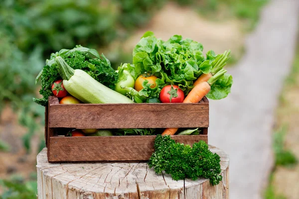 Košík plný sklízí organická zelenina a kořen na ekologické bio farmě. Podzimní sklizeň zeleniny — Stock fotografie