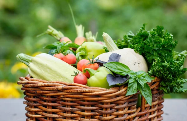 Basket full of Harvest Organic Vegetables and Root in a Garden. Autumn Vegetable Harvest — Stock Photo, Image