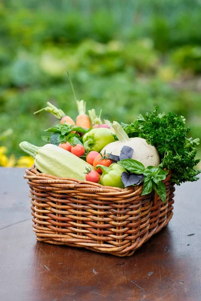 Korb voller geerntetem Bio-Gemüse und Wurzel im Garten. Gemüseernte im Herbst — Stockfoto