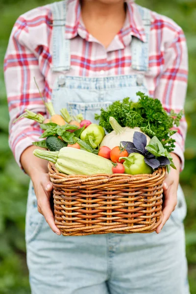 Žena držící košík plný sklizně organické zeleniny a kořenů na bio bio farmě. Podzimní sklizeň zeleniny — Stock fotografie
