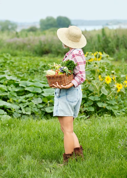 Egy nő, aki egy kosár bio zöldséget és gyökeret tart a bio biotelepen. Őszi zöldség betakarítás — Stock Fotó