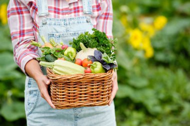 Bir sepet dolusu organik sebze ve organik biyoloji çiftliğinde kök tutan kadın. Sonbahar Sebze Hasadı