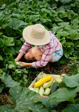 Bir Bahçede Şapka Toplama Freshest Squash ve Kabak giyen Sevimli kız. Sonbahar Sebze Hasadı