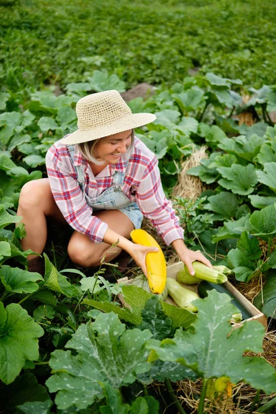 Bir Bahçede Şapka Toplama Freshest Squash ve Kabak giyen Sevimli kız. Sonbahar Sebze Hasadı — Stok fotoğraf