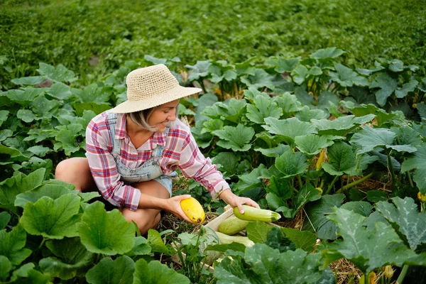 Cute Girl w sobie kapelusz Picking najświeższe squash i cukinia w ogrodzie. Jesienne żniwa warzywna — Zdjęcie stockowe