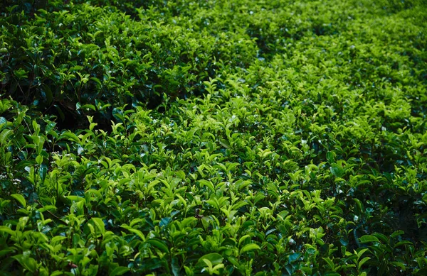 Hill Tea Plantation in bewolkte dag panoramische foto — Stockfoto