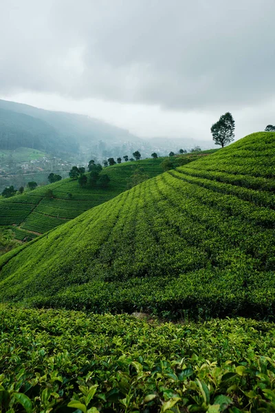 Plantación de té Hill en el día nublado Foto panorámica — Foto de Stock