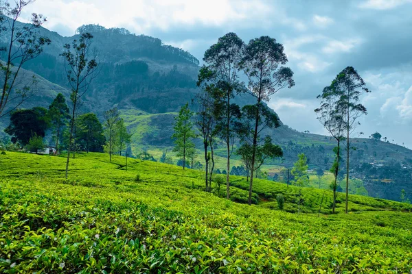 Hill Tea Plantation i molnigt dag panoramabild — Stockfoto