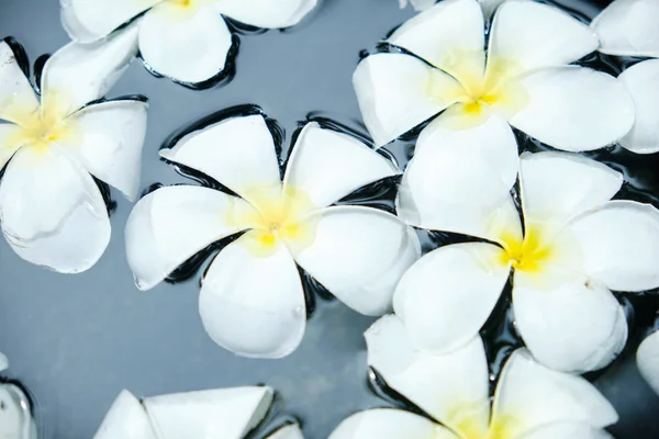 Белый тропический цветок Франжипани в чашечной воде — стоковое фото
