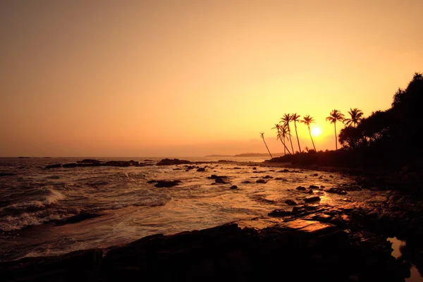 Tropisch Oranje Zonsondergang Palm Silhouet Landschap. Strand van Sri Lanka — Stockfoto