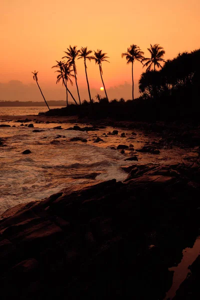 Tropical Orange Sunset Palm Silhouette Landscape. Sri Lanka Beach — Stock Photo, Image