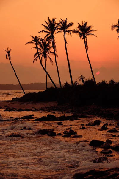 उष्णकटिबंधीय नारंगी सूर्यास्त पाम सिल्हूट लैंडस्केप। श्रीलंका बीच — स्टॉक फ़ोटो, इमेज