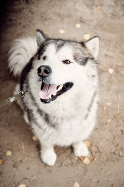 Alaska Malamute sonbahar parkında doğa üzerine. Evcil hayvan