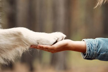 Köpek kadına pençe atıyor. Köpeklerin pençeleri insanların elinde. Evcil hayvan