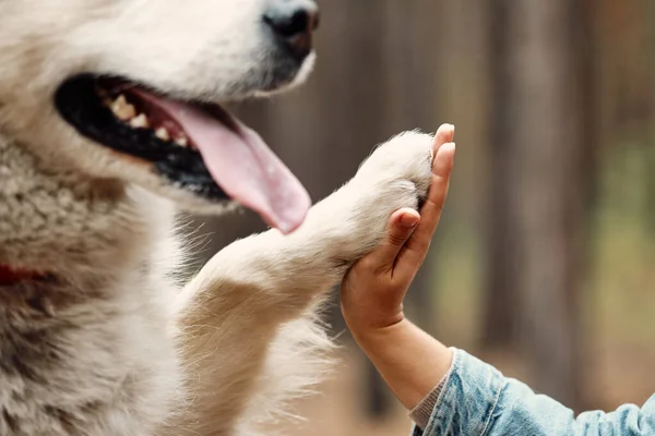 Il cane sta dando la zampa alla donna. I cani zampa nelle mani degli umani. Animali domestici — Foto Stock