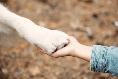 Köpek kadına pençe atıyor. Köpeklerin pençeleri insanların elinde. Evcil hayvan