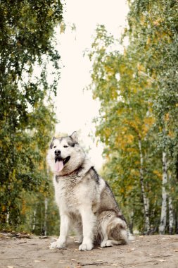 Alaska Malamute sonbahar parkında doğa üzerine. Evcil hayvan