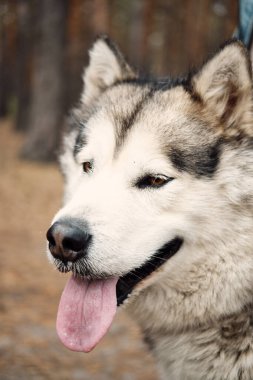 Alaska Malamute sonbahar parkında doğa üzerine. Evcil hayvan