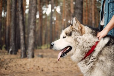 Alaska Malamute sonbahar parkında doğa üzerine. Evcil hayvan