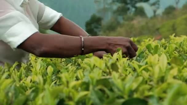 Hardworking Female Tea-Pickers. Farmer Keep Crop Nature Agricultural Farming Organic Product on Fresh Bush Background — Stock Video