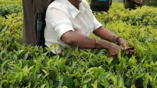 Hårt arbetande kvinnliga teplockare. Jordbrukare hålla grödan Natur Jordbruk Ekologisk produkt på färsk Bush bakgrund — Stockvideo