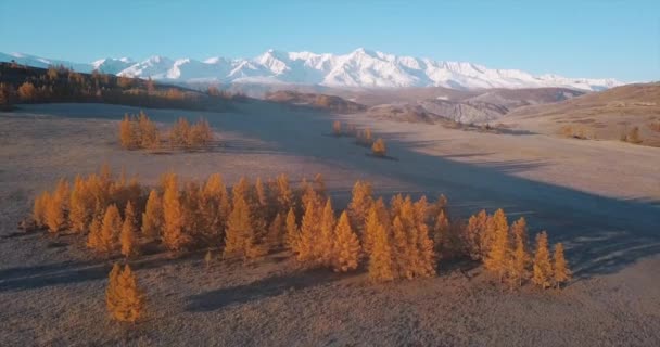 Panorama della foresta di montagna autunnale con massiccio innevato alle spalle — Video Stock