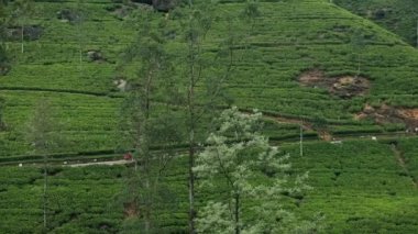 Hill Tea Plantasyonu. Taze Yeşil Yapraklar Bitki ve Ağaç ile Doğal Tarım Organik Alanı