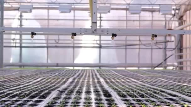 Greenhouse watering system in action. Hydroponic system — Stock Video