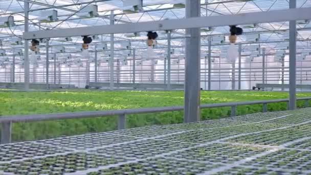 Sistema de riego de Greenhouse en acción. Sistema hidropónico — Vídeos de Stock