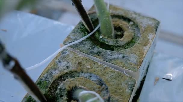 Rajčata pěstovaná ve skleníku. Hydroponický systém — Stock video