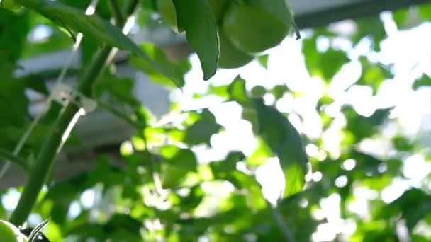 Plantas de tomates bonitas cultivadas em estufa — Vídeo de Stock