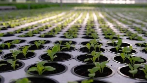 Σπόροι μαρουλιού που φυτρώνουν σε θερμοκήπιο. Υδροπονικά λαχανικά — Αρχείο Βίντεο