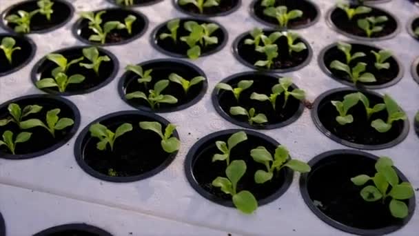 Las semillas de lechuga brotan en un invernadero. Vegetales hidropónicos — Vídeos de Stock